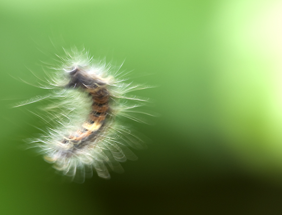 Raupe im Wind
