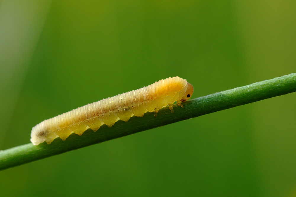 Raupe