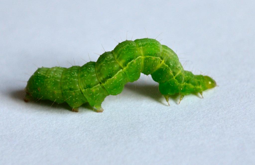 Raupe