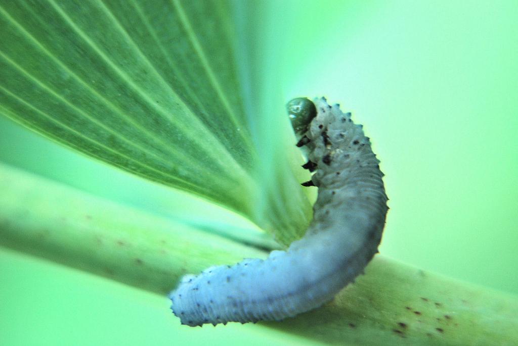 raupe