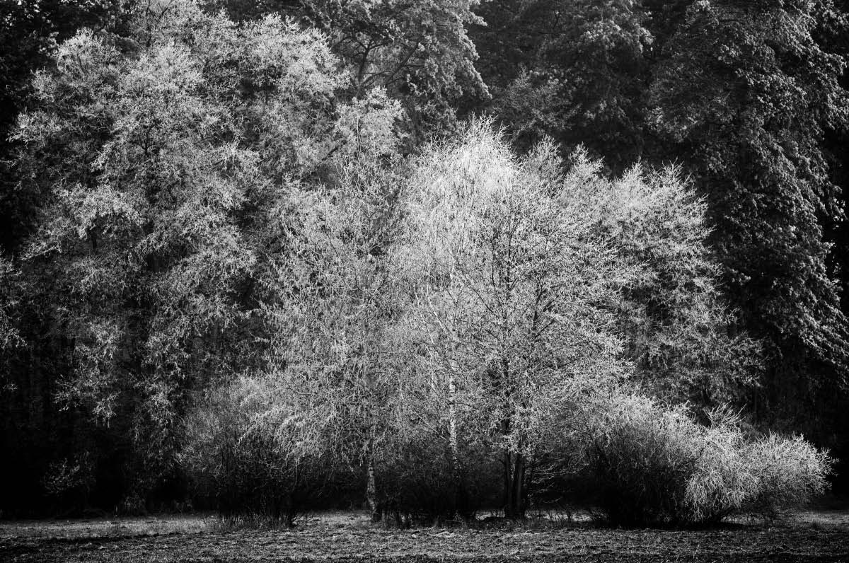 Raureif BW.jpg