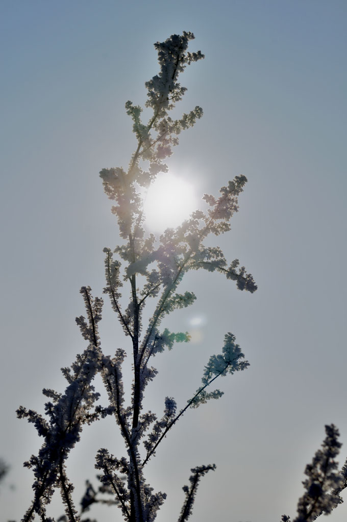 Raureif im Licht