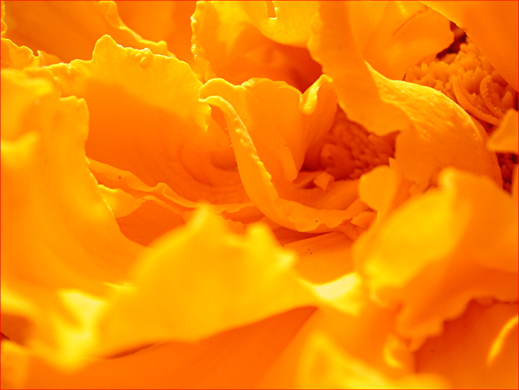 Rausch der Farbe
Nikon Coolpix E990