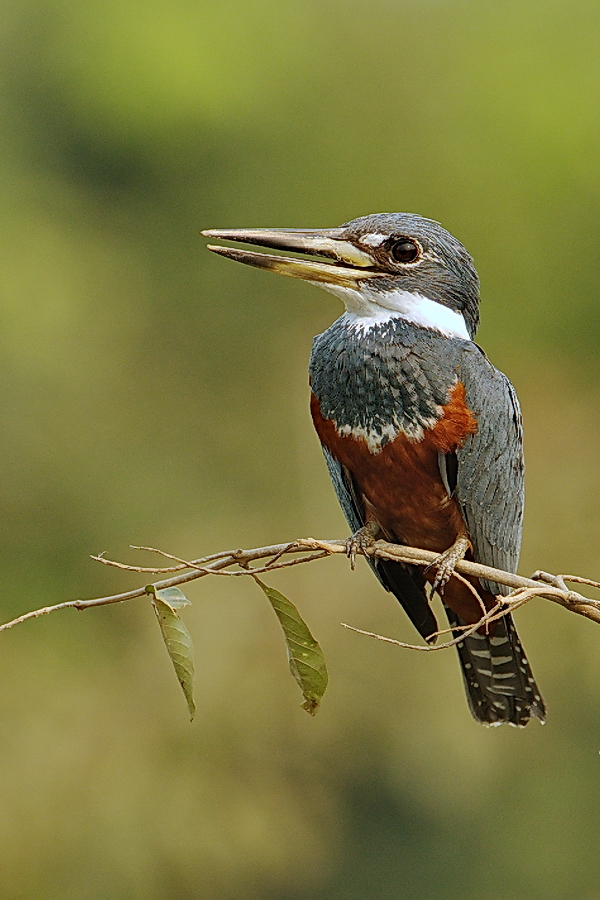 Raw Vogel von Jens