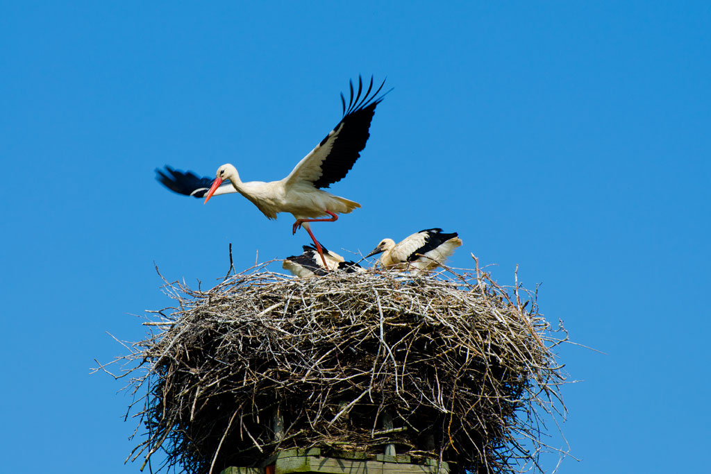 Ready for take off