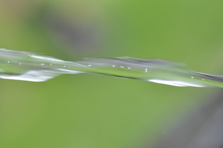 rechtsdrehendes Wasser?