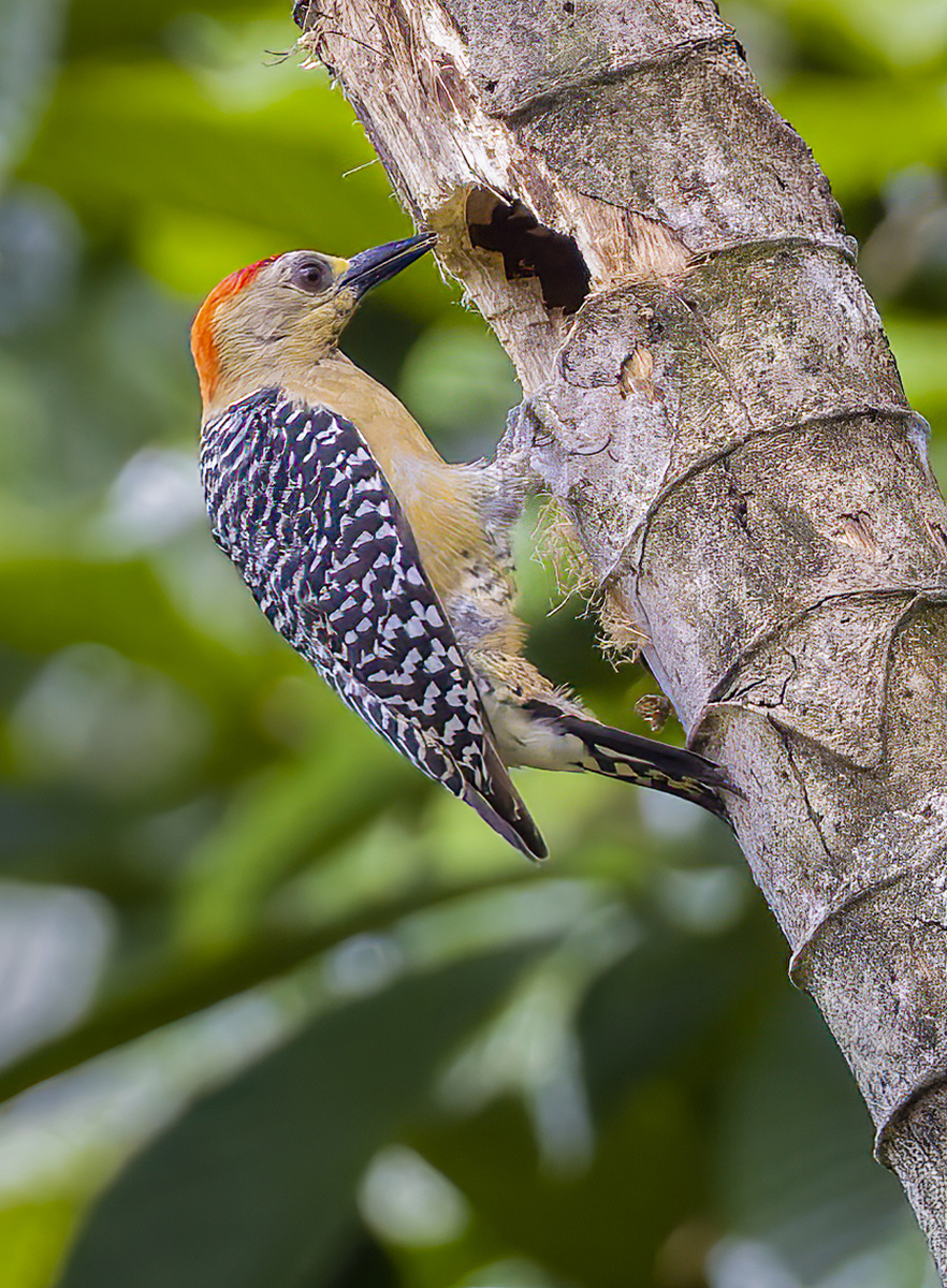 Red-crowned Woodpecker.jpg
