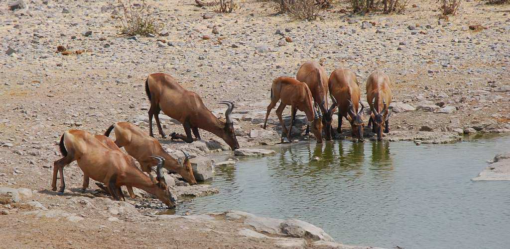red hardebeest