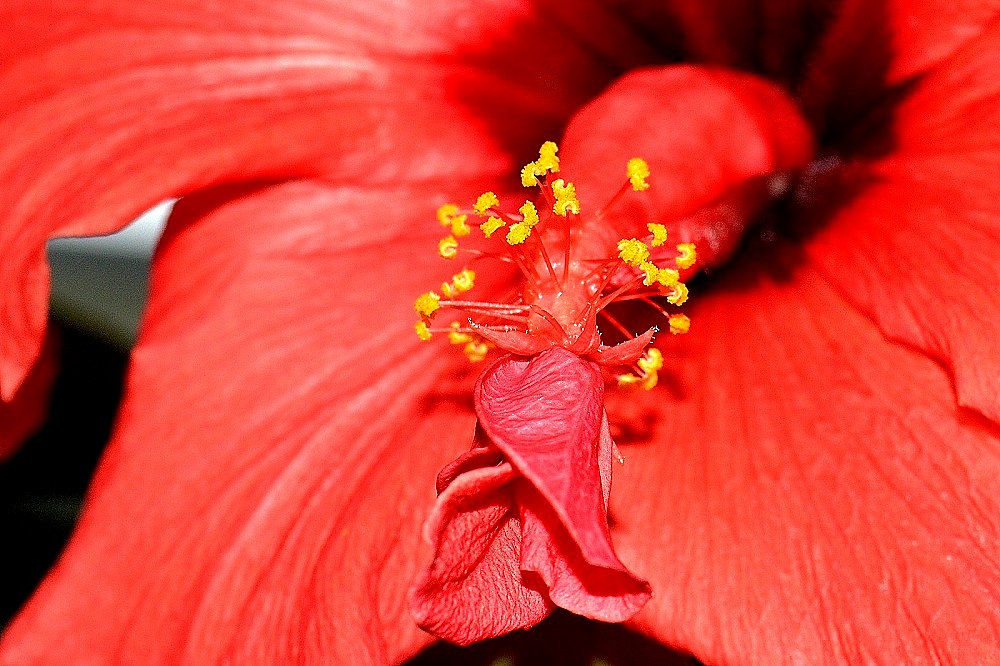red hibiscus