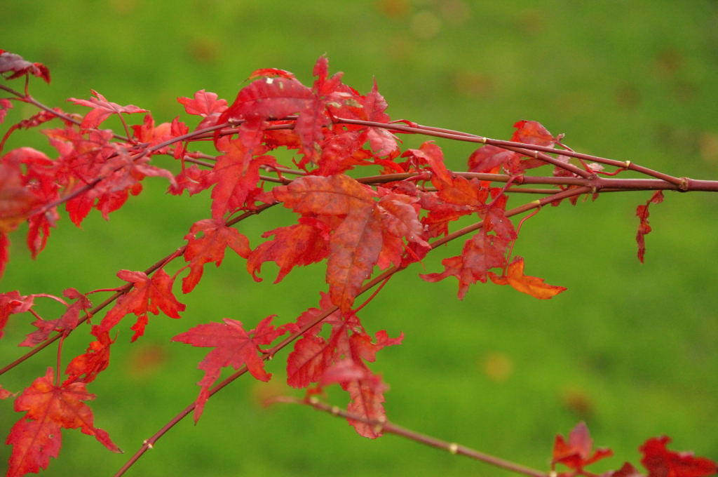 Red on Green