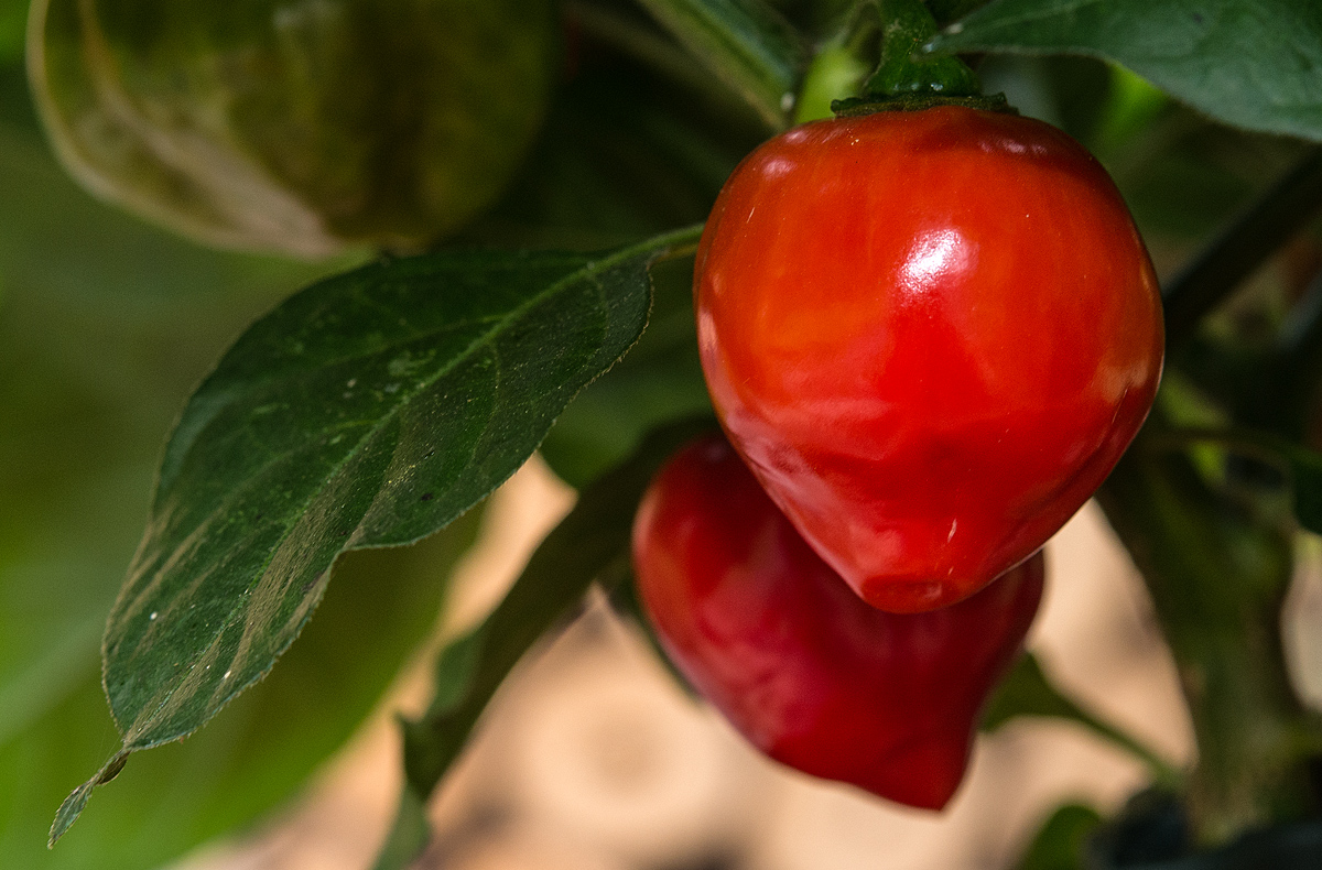 Red Savina