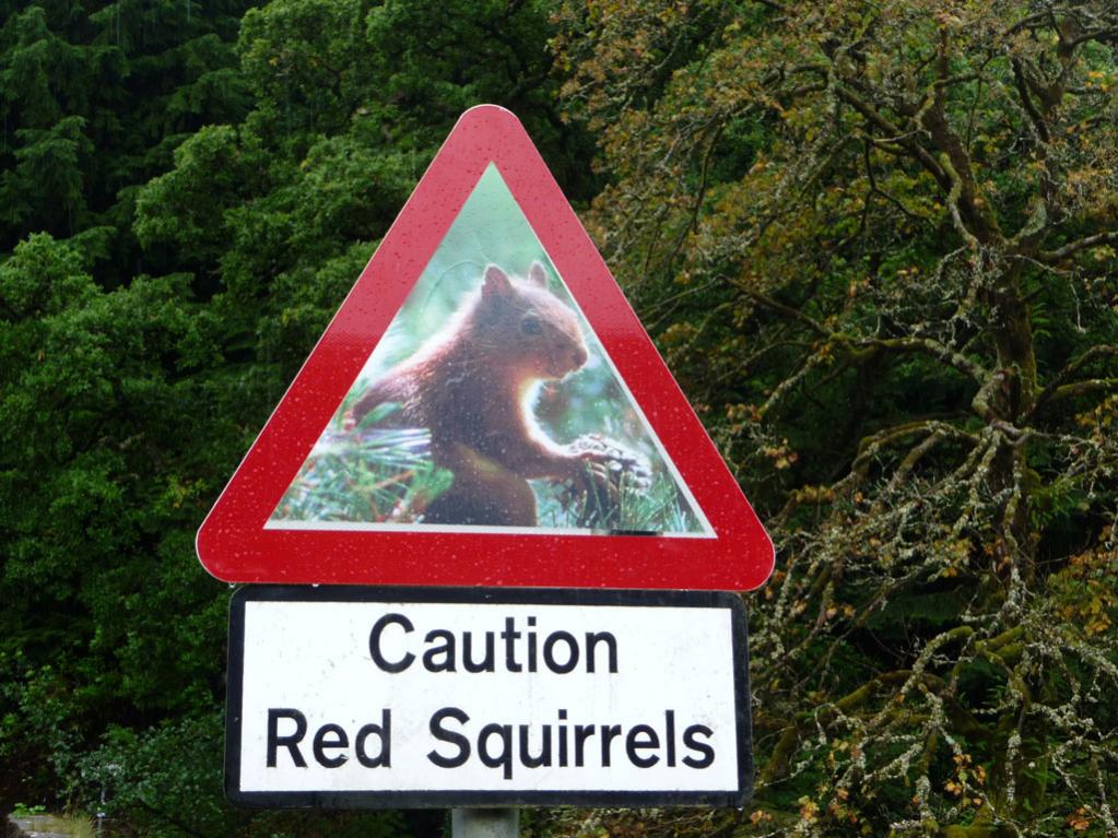 Red Squirrels