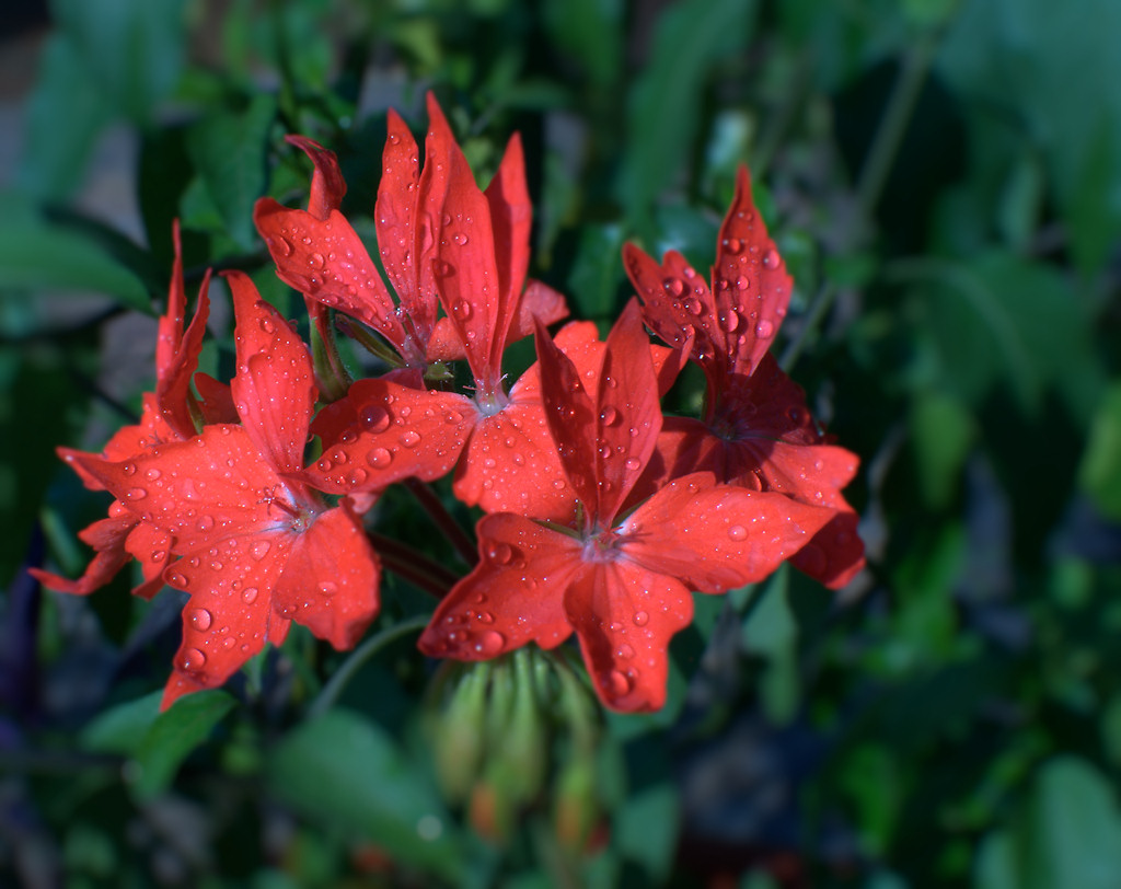 red1