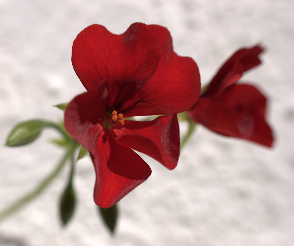 red3