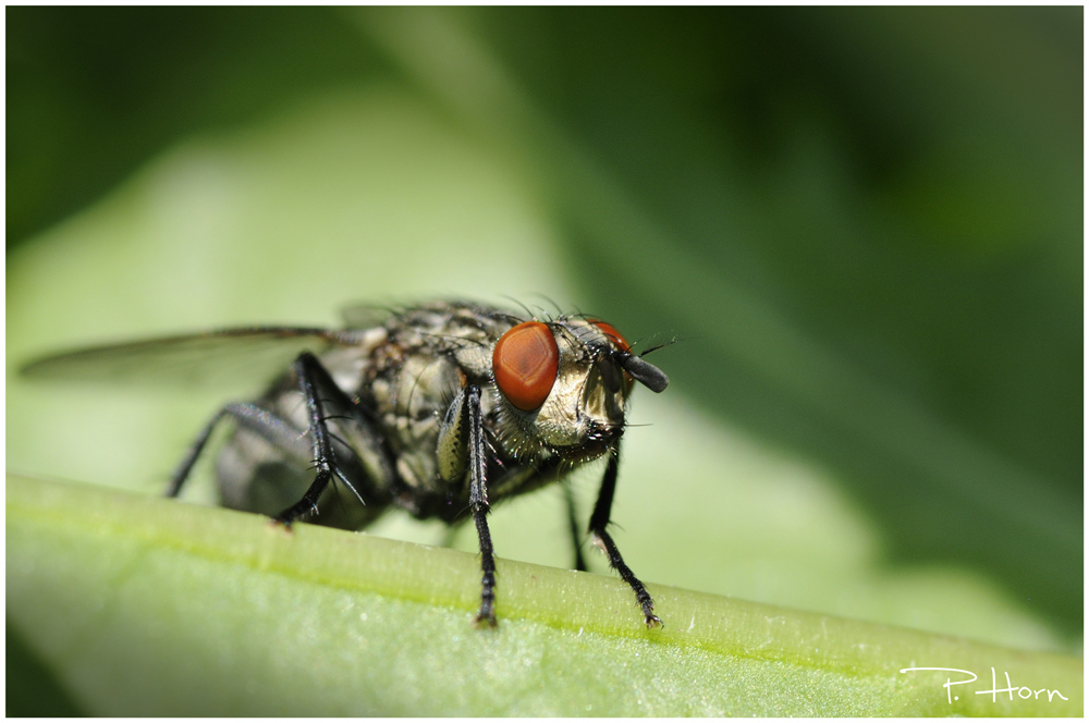 Redeyed Fly