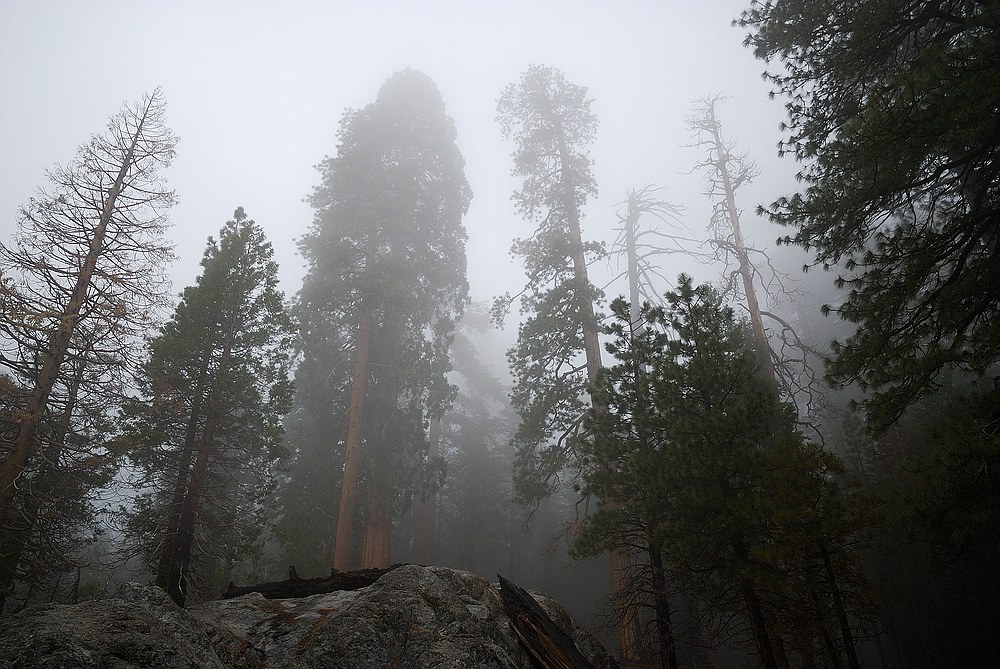 Redwoods im Nebel Yosemite
