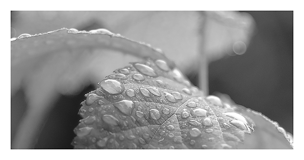 Regen 2