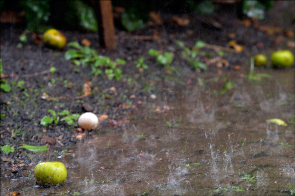 Regen PZ13497