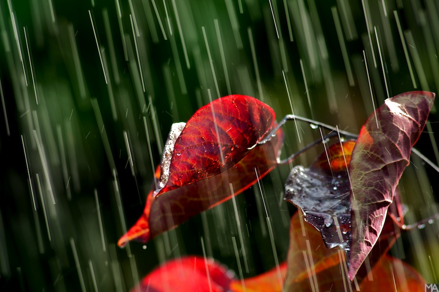 regen www (1)