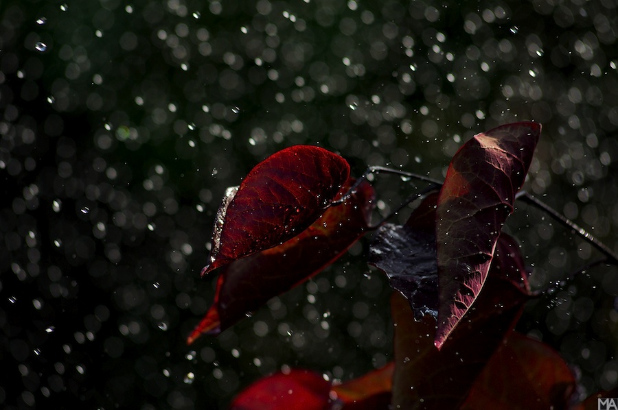 regen www 1