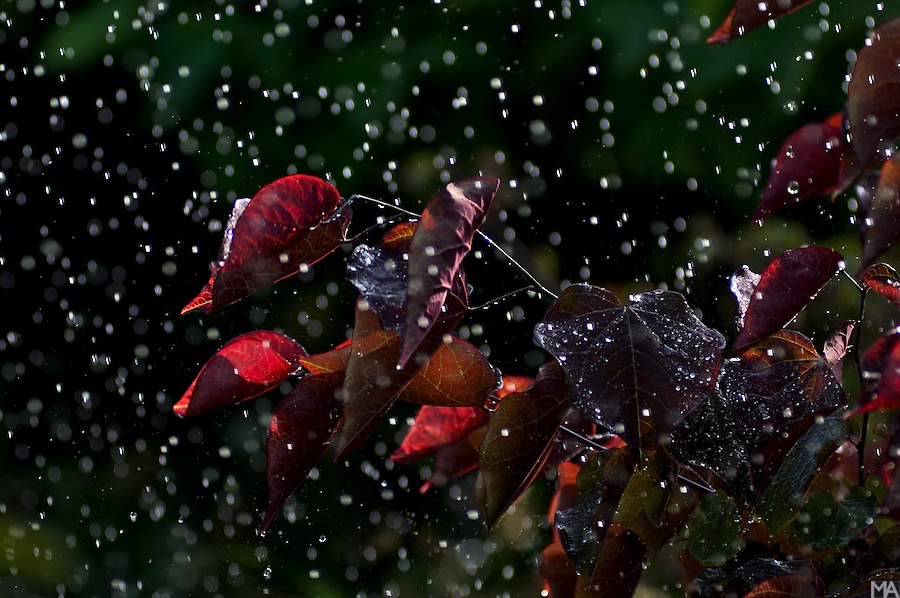 regen www (5)