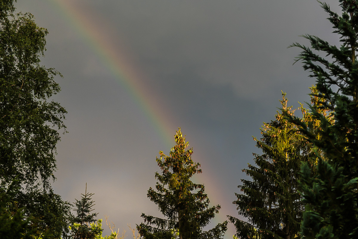 Regenbogenfichte 1 (1 von 1).JPG