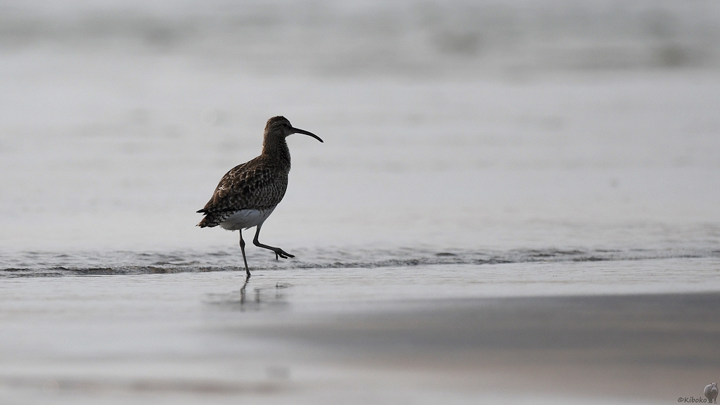 Regenbrachvogel (Whimbrel)
Lahou-Plage

s930 Lahou Plage Whimbrel 7605