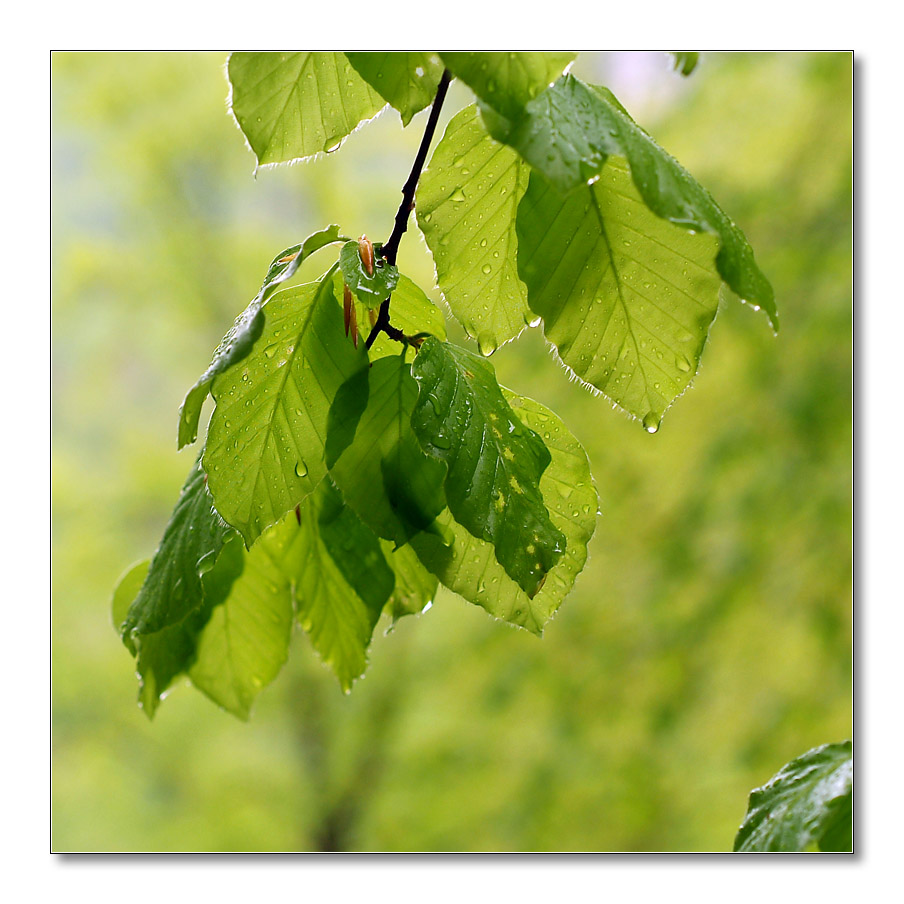 Regenlaub