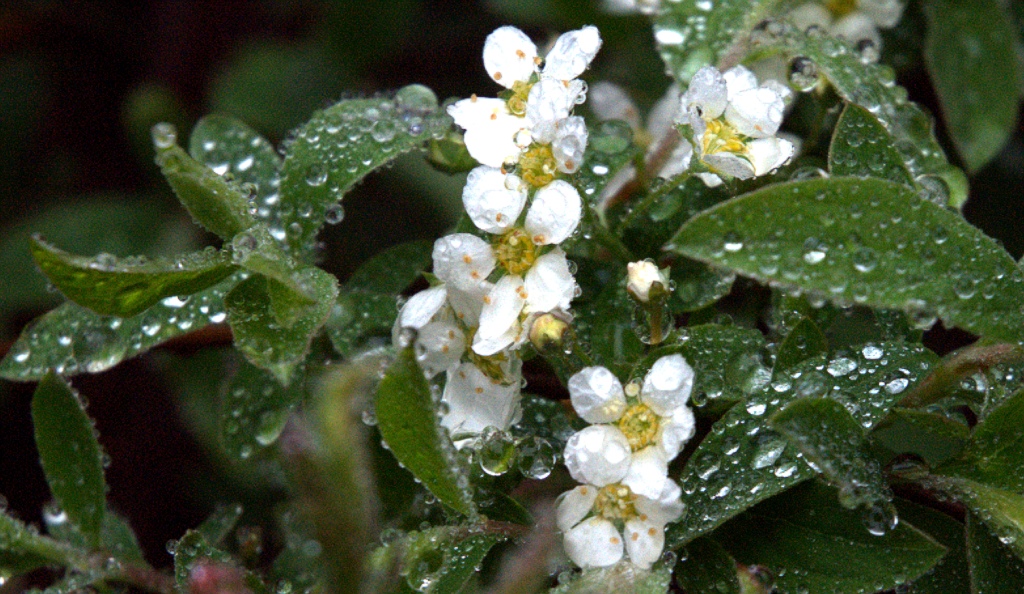 Regenschauer