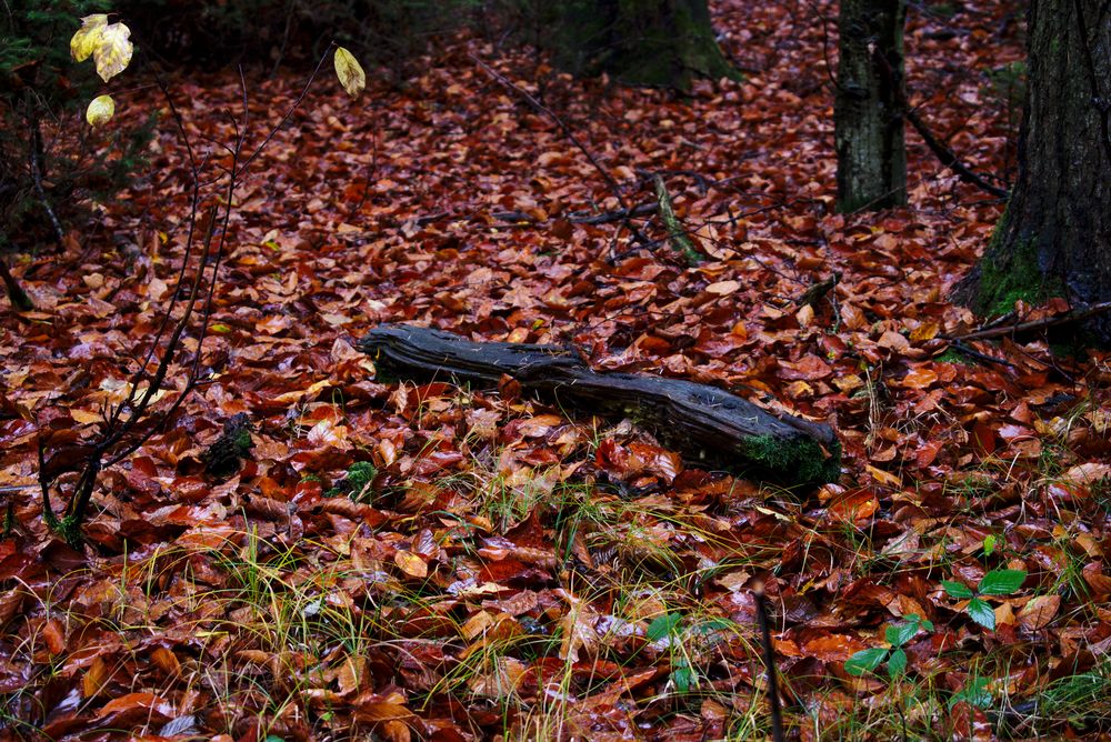 Regentag im Wald