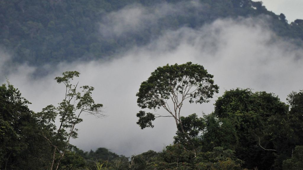 Regenwald
bei der Surama Eco Lodge
2087