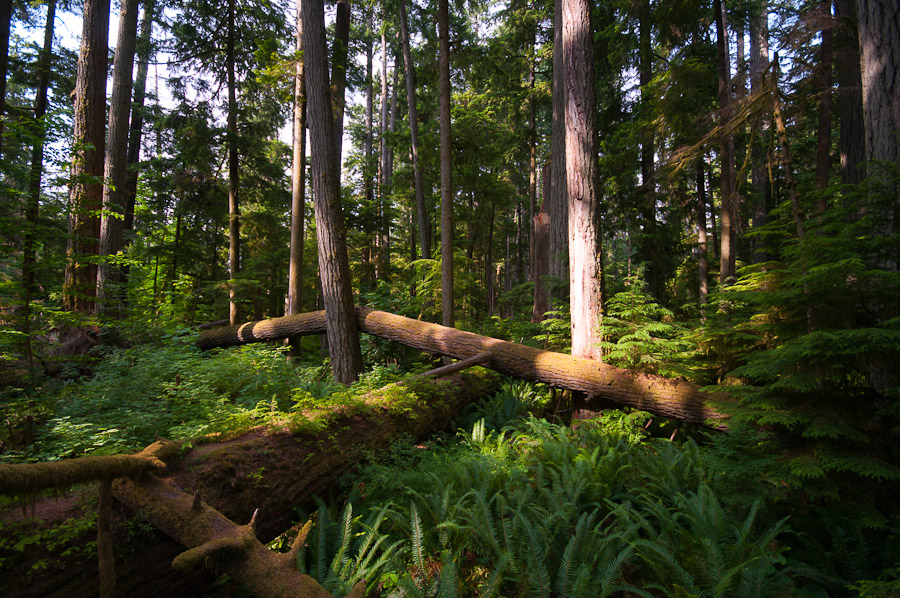 Regenwald