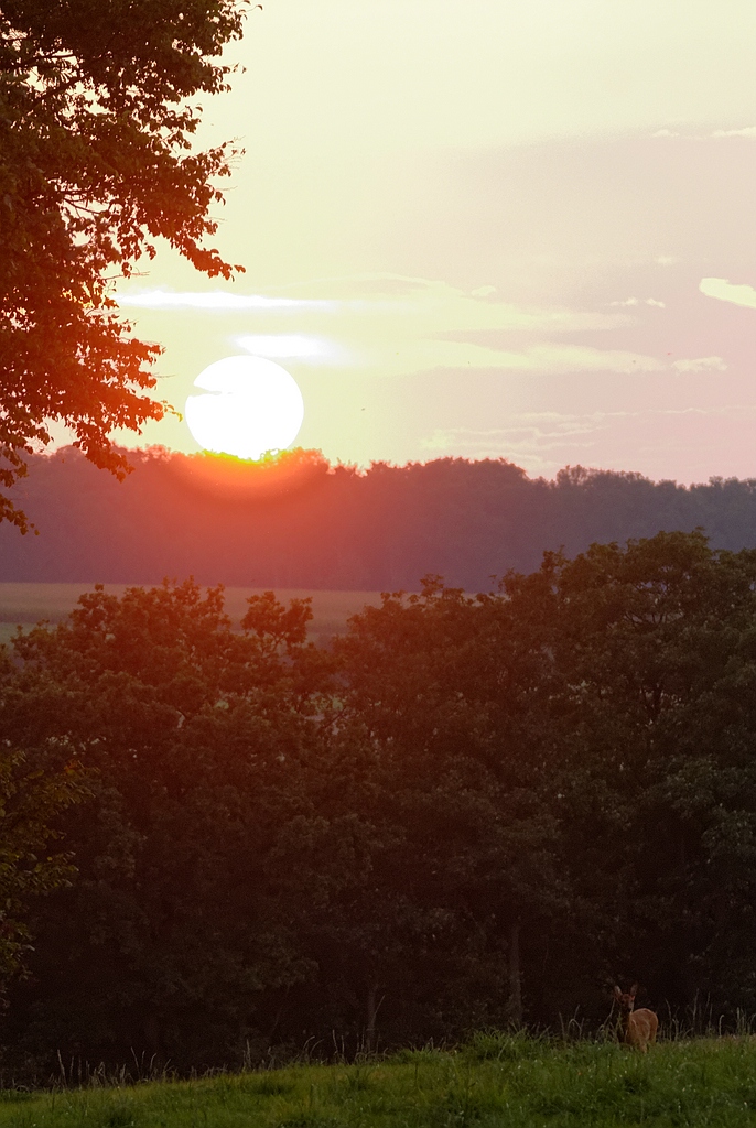 Reh im Sonnenuntergang