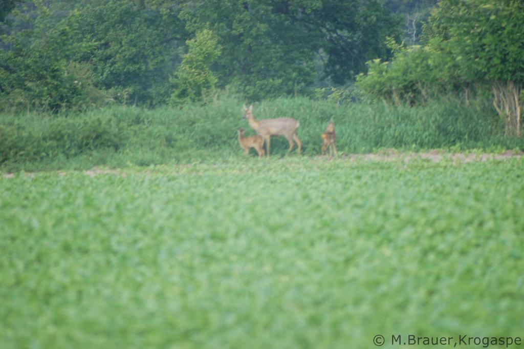 Reh mit Kitz (4)