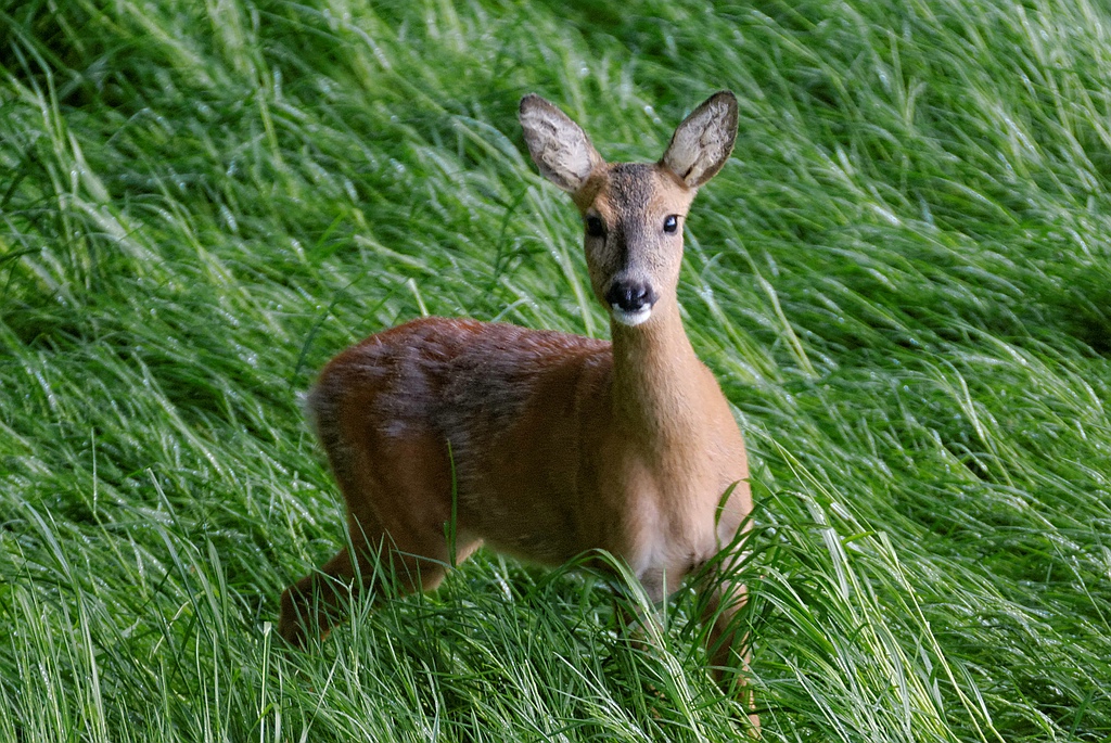 Reh_2