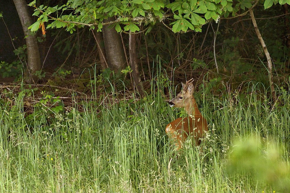 Rehbock 2013 78969.jpg 1