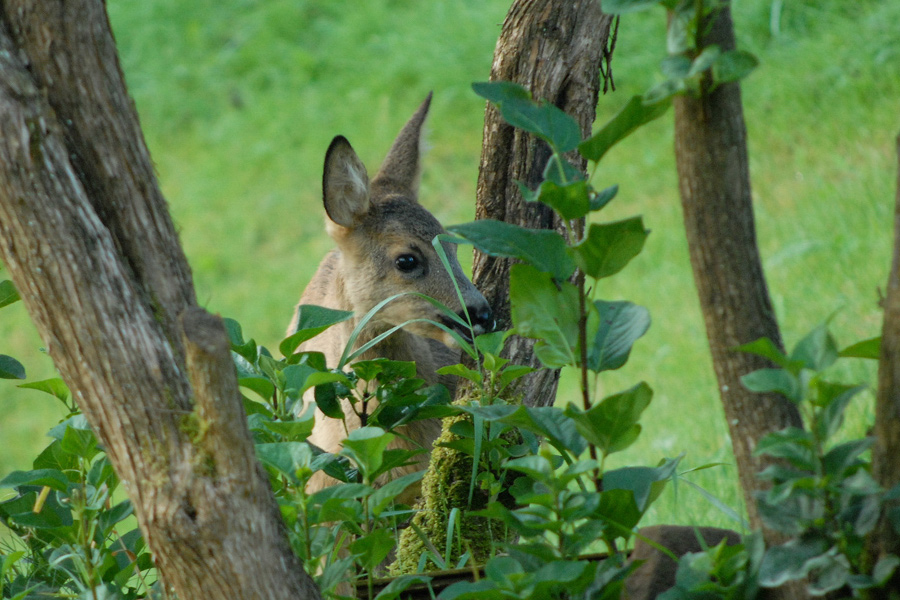 Rehe 4