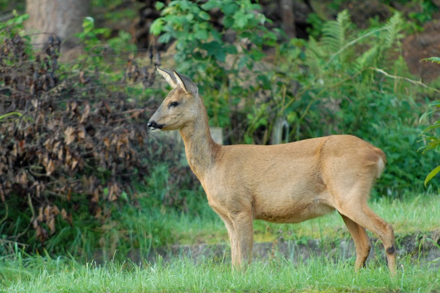 Rehe 6