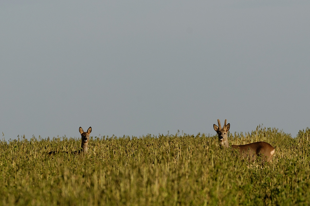 Rehe im Senf
