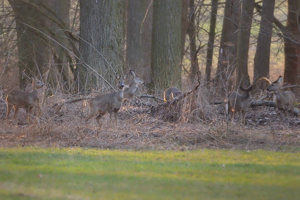Rehe im Winterfell, perfekt getarnt im winterlichen Wald
