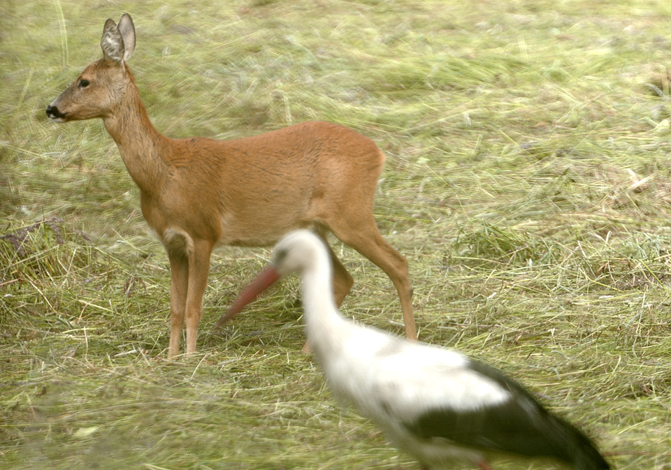 Rehstorch