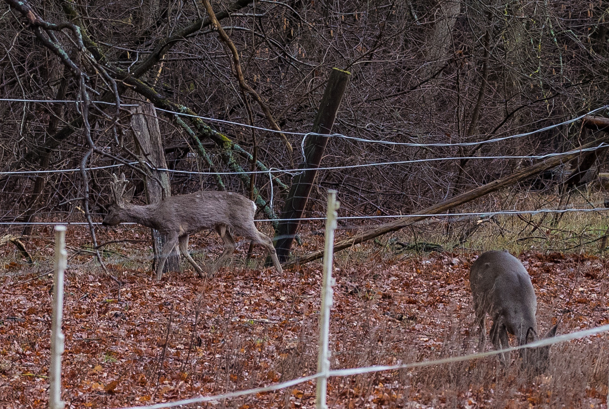 Rehwild 1 (1 von 1).JPG