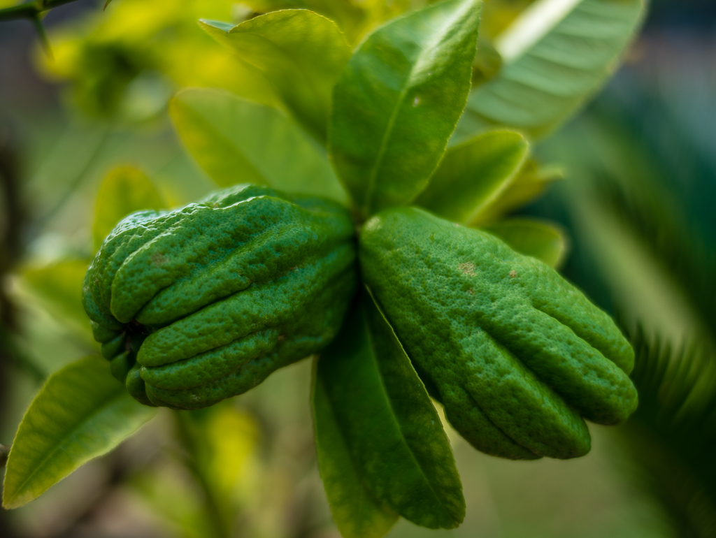 reife Limonen