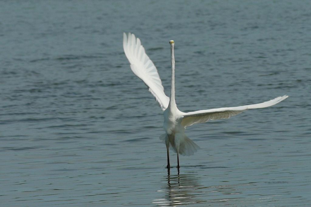 Reiher 002