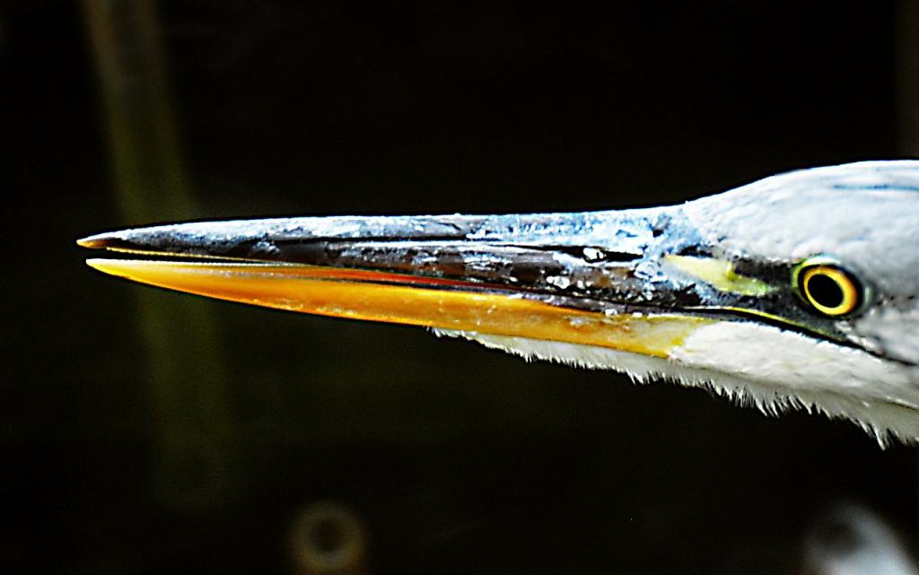Reiher 0053 081012 1280x801a 85
