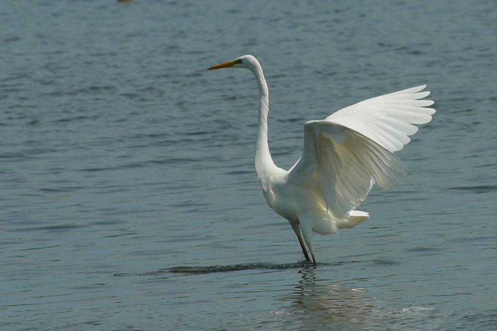 Reiher 008
