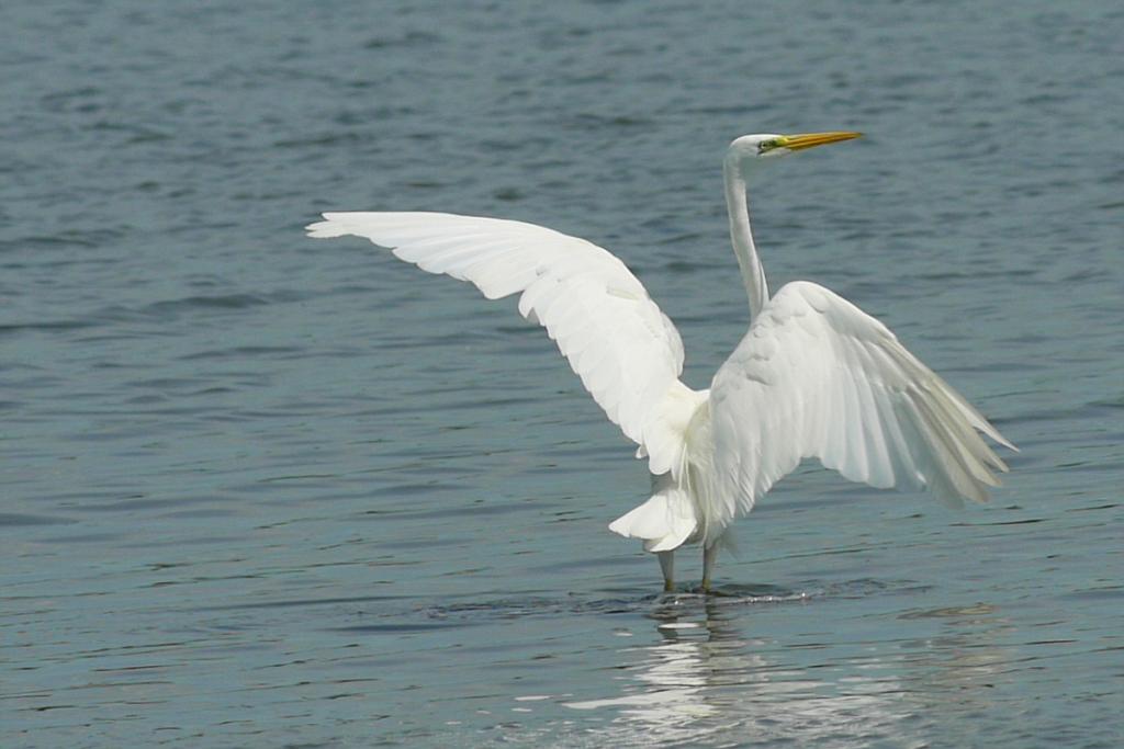 Reiher 009