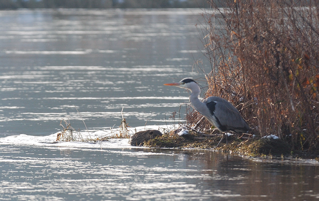 Reiher 2
Treffen Hattingen 01/10