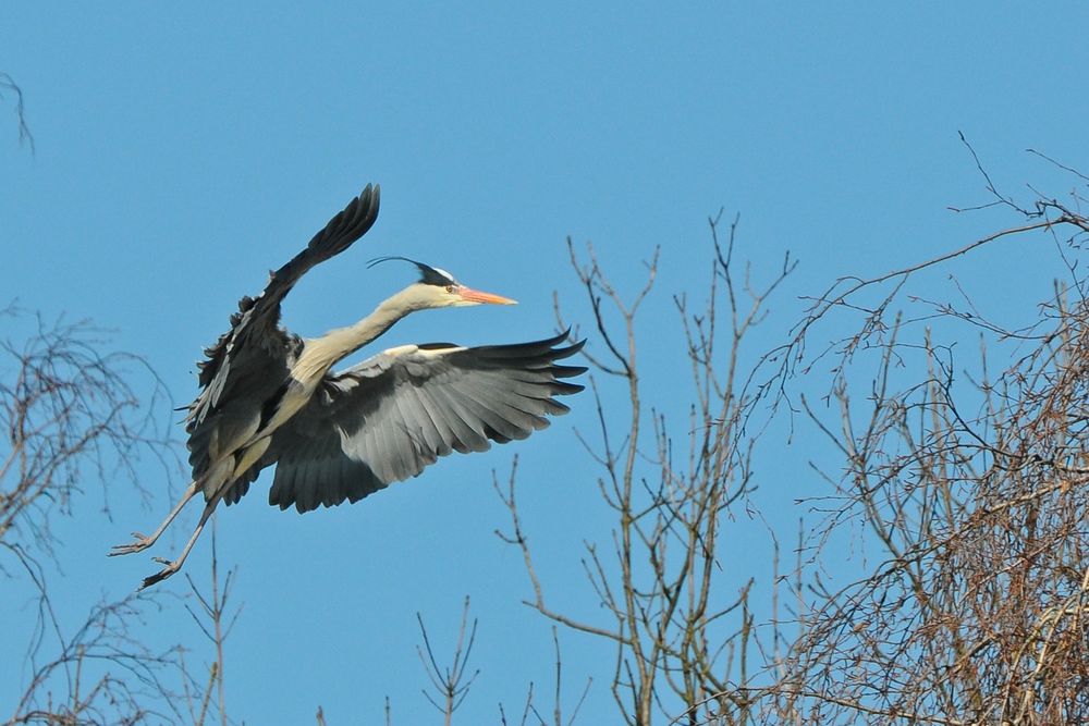 Reiher 2013.03.27 3