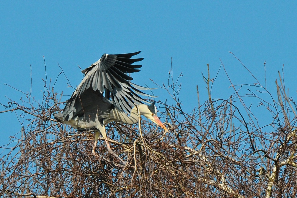 Reiher 2013.03.27 6